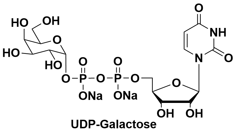 UDP-Gal