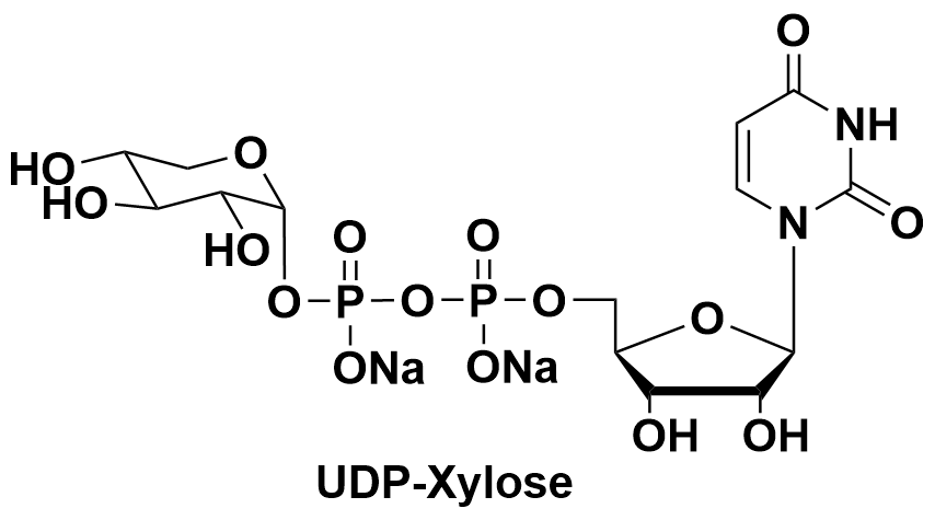 UDP-Xylose