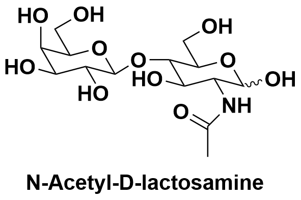 N-Acetyl-D-lactosamine （ LacNAc ）