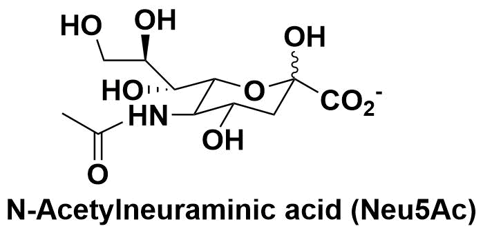 N-Acetylneuraminic acid (Neu5Ac)