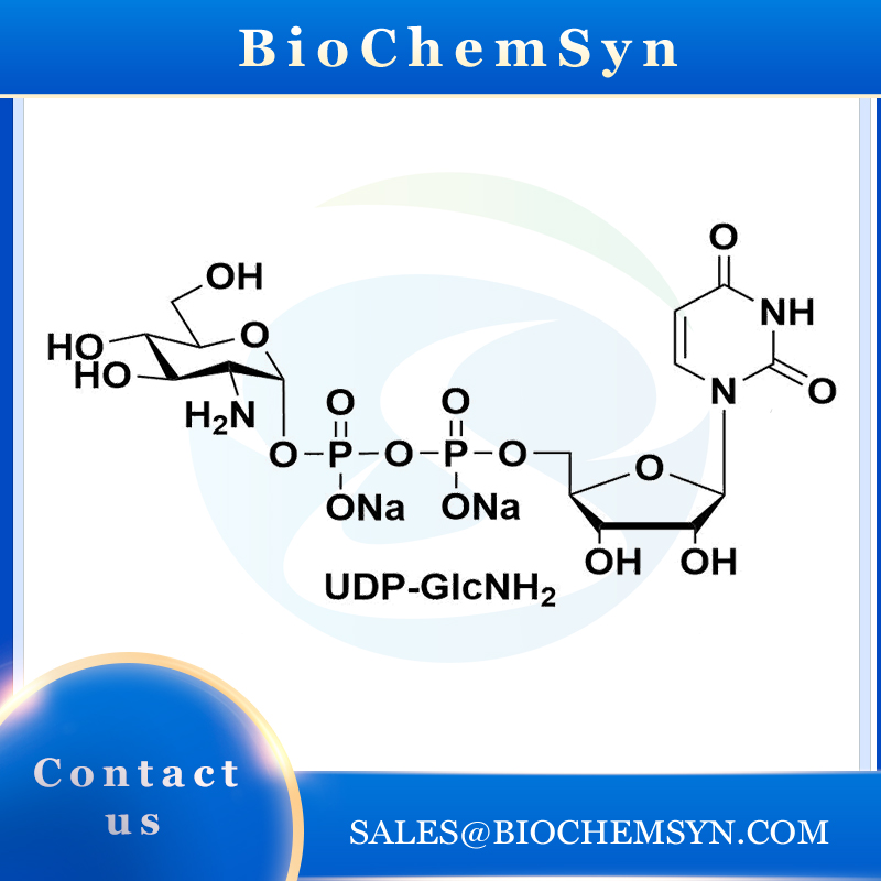 UDP-GlcNH2