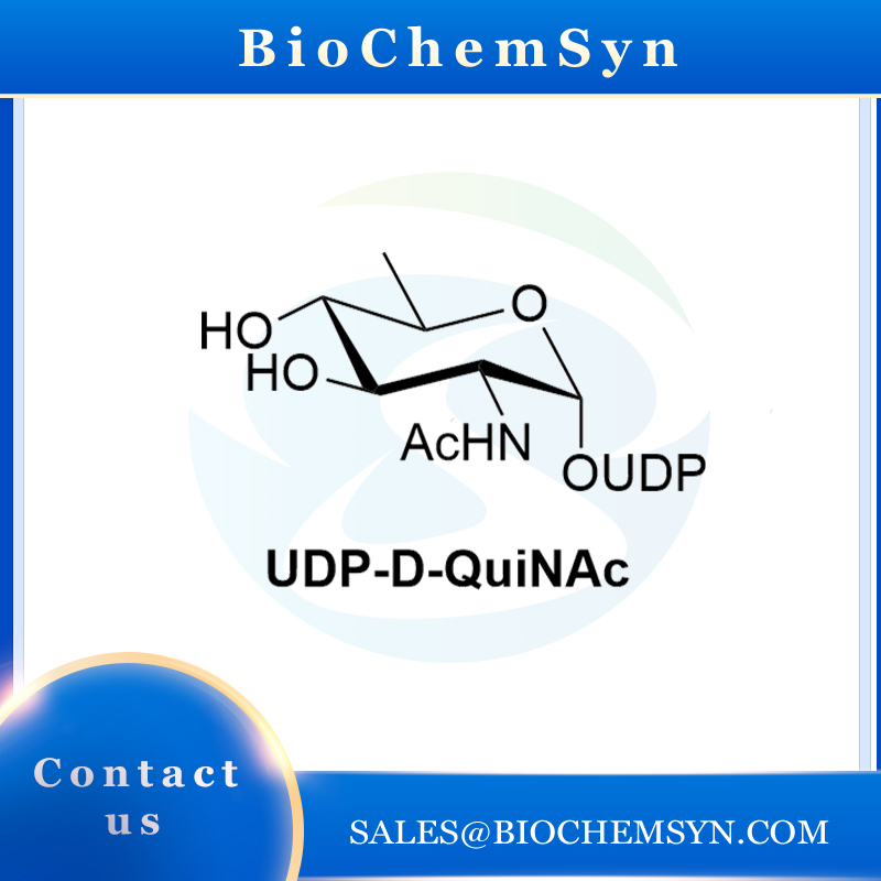 UDP-D-QuiNAc