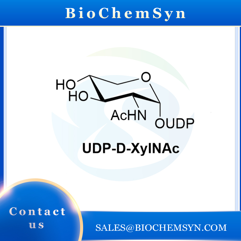 UDP-D-XylNAc