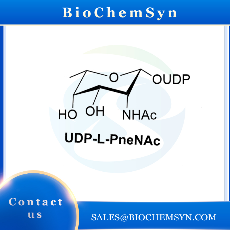 UDP-L-PneNAc