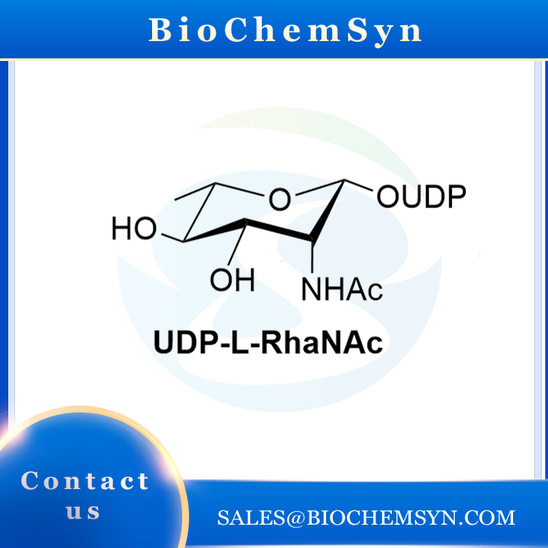 UDP-L-RhaNAc