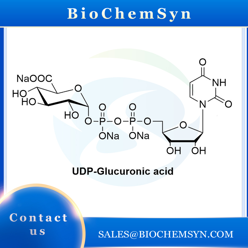 UDP-GlcA 2.jpg